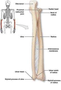 Radius and Ulna labeled diagram