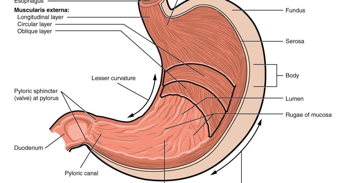 Stomach labeled diagram