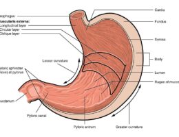 Stomach labeled diagram