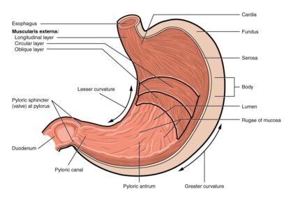 Stomach labeled diagram