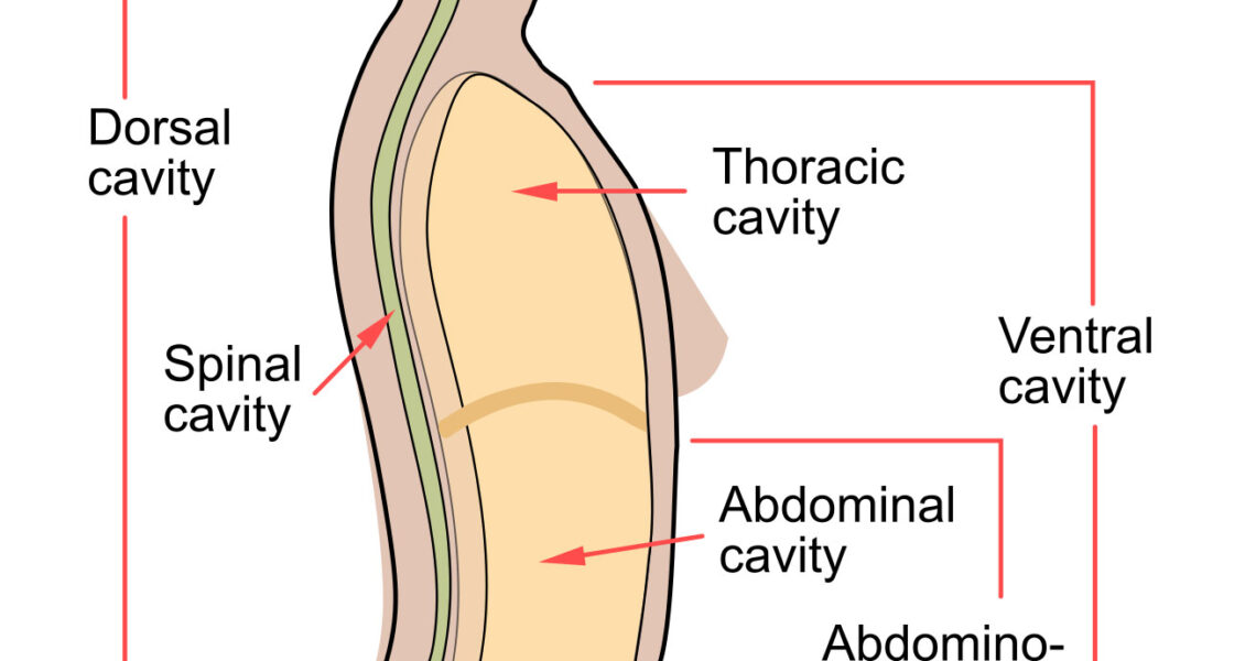 Body cavities labeled diagram