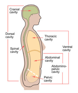 Body cavities labeled diagram