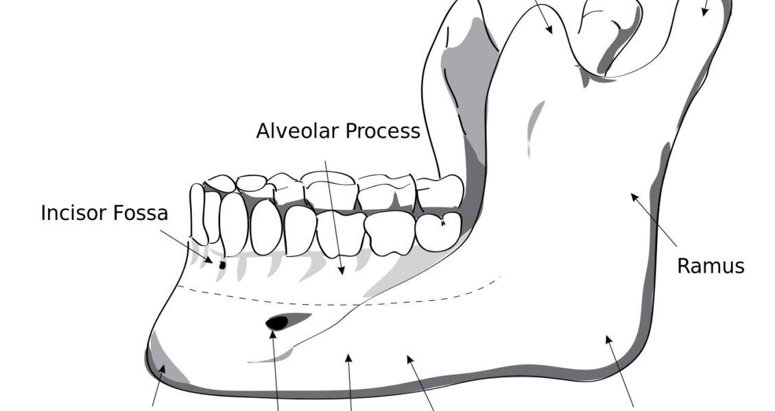 Mandible Jaw Bone Labeled Diagram