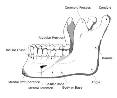 Mandible Jaw Bone Labeled Diagram