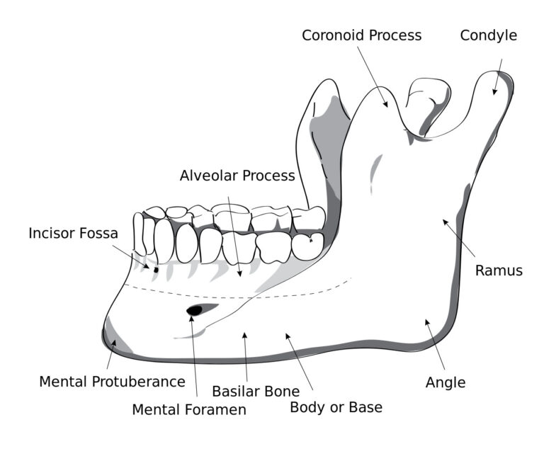 Mandible Jaw Bone Labeled Diagram