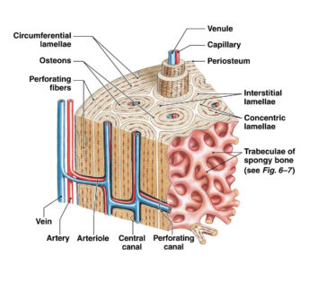 Compact Bone labeled diagram