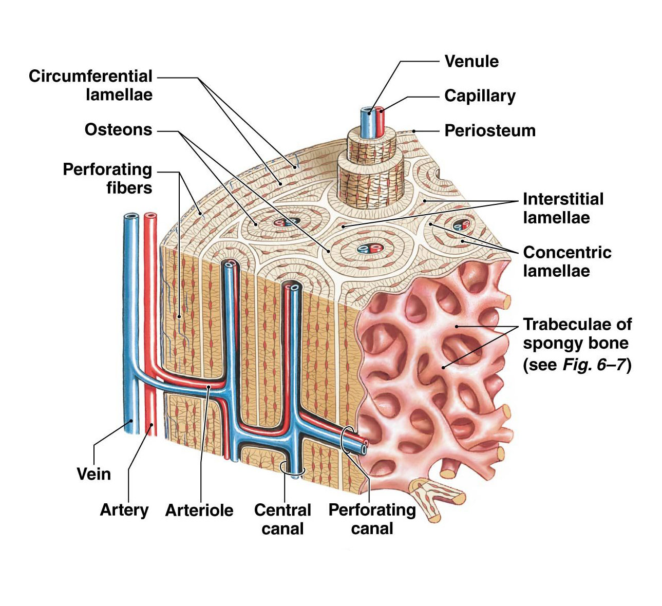 Compact Bone Labeled