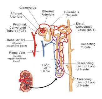 Nephron labeled diagram