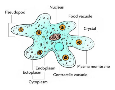 Amoeba Labeled Diagram