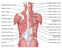 back muscles labeled diagram