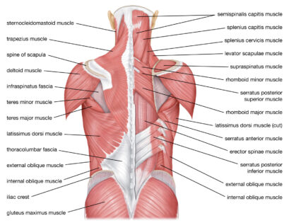 back muscles labeled diagram
