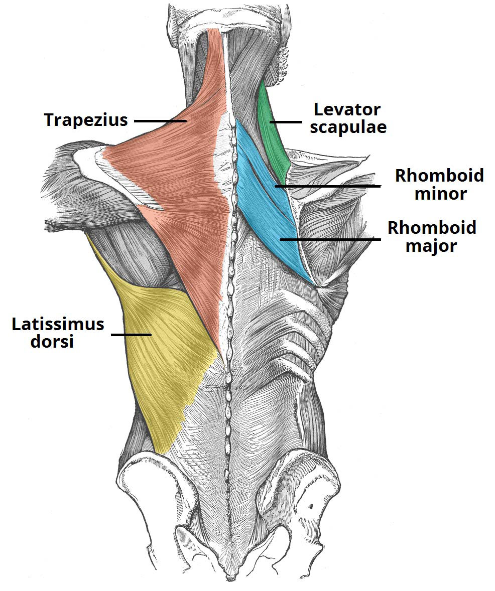 back muscles labeled diagram