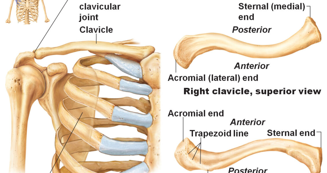 clavicle labeled diagram