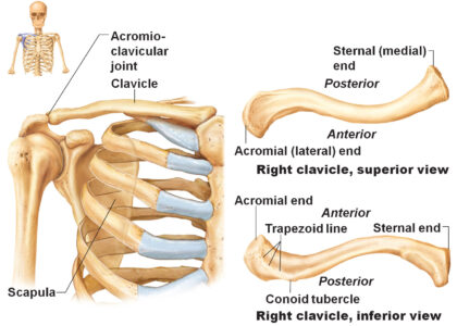 clavicle labeled diagram