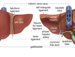 Liver Labeled Diagram
