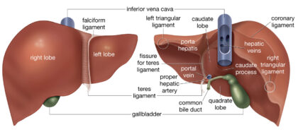 Liver Labeled Diagram