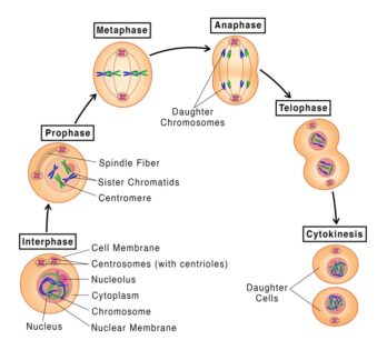 Mitosis labeled diagram