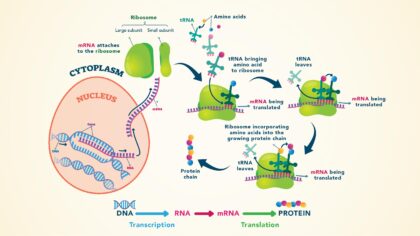 Protein synthesis labeled diagram