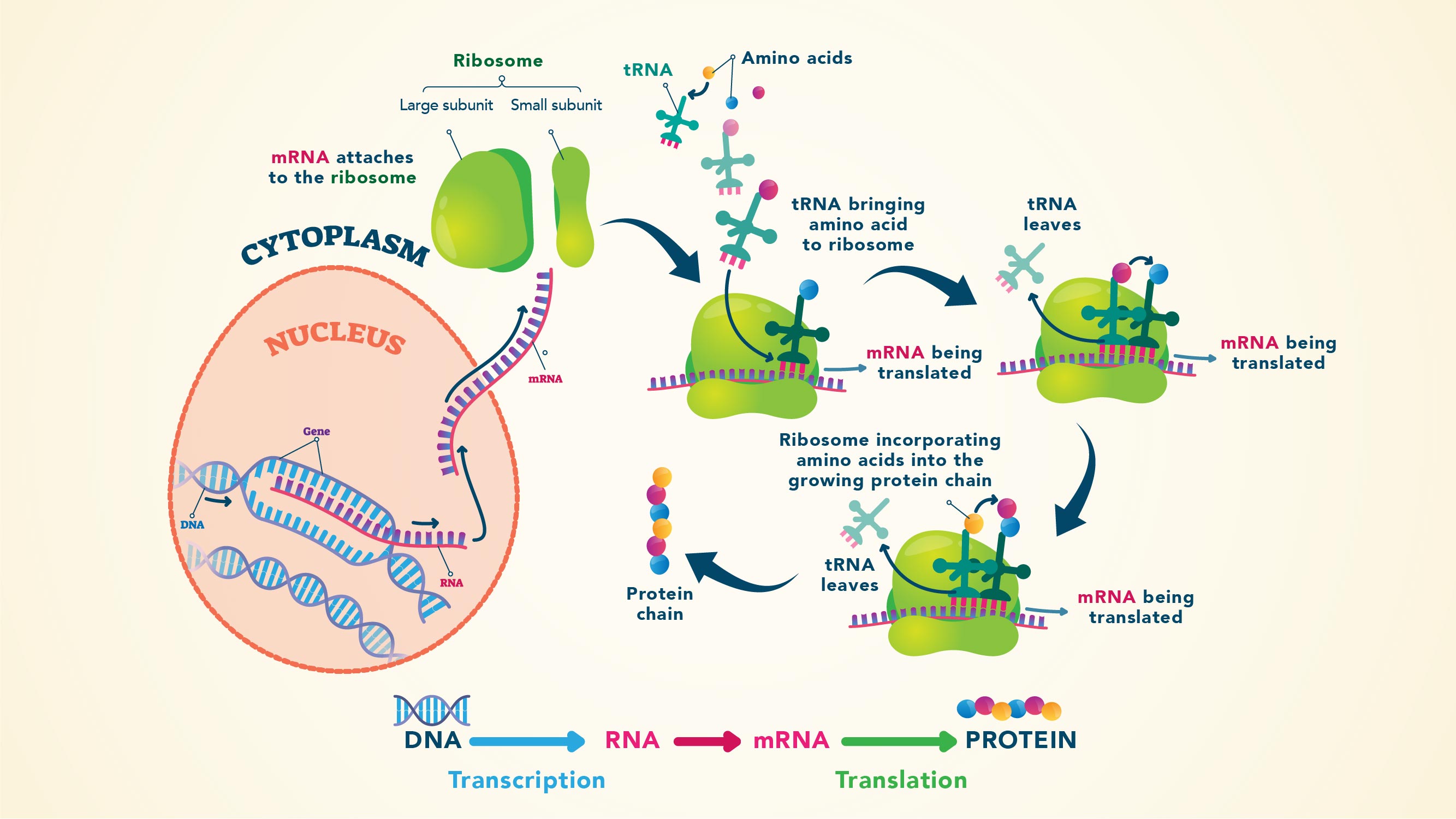 protein synthesis steps diagram