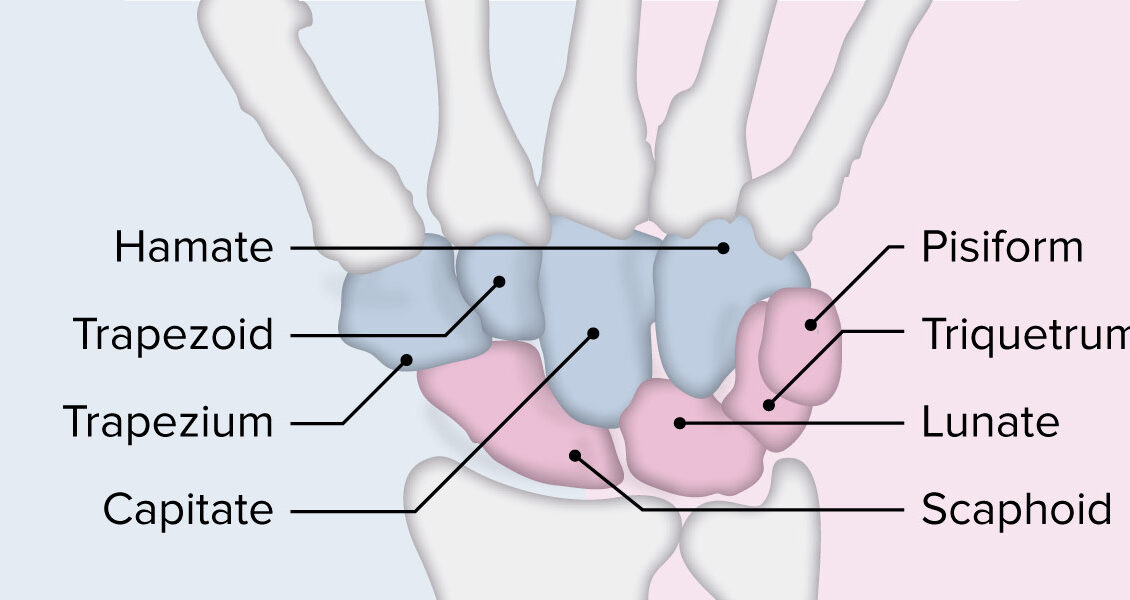 Carpal bones labeled diagram