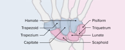 Carpal bones labeled diagram