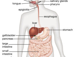 digestive system diagram labeled
