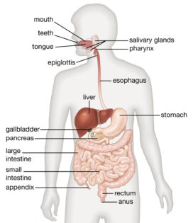 digestive system diagram labeled