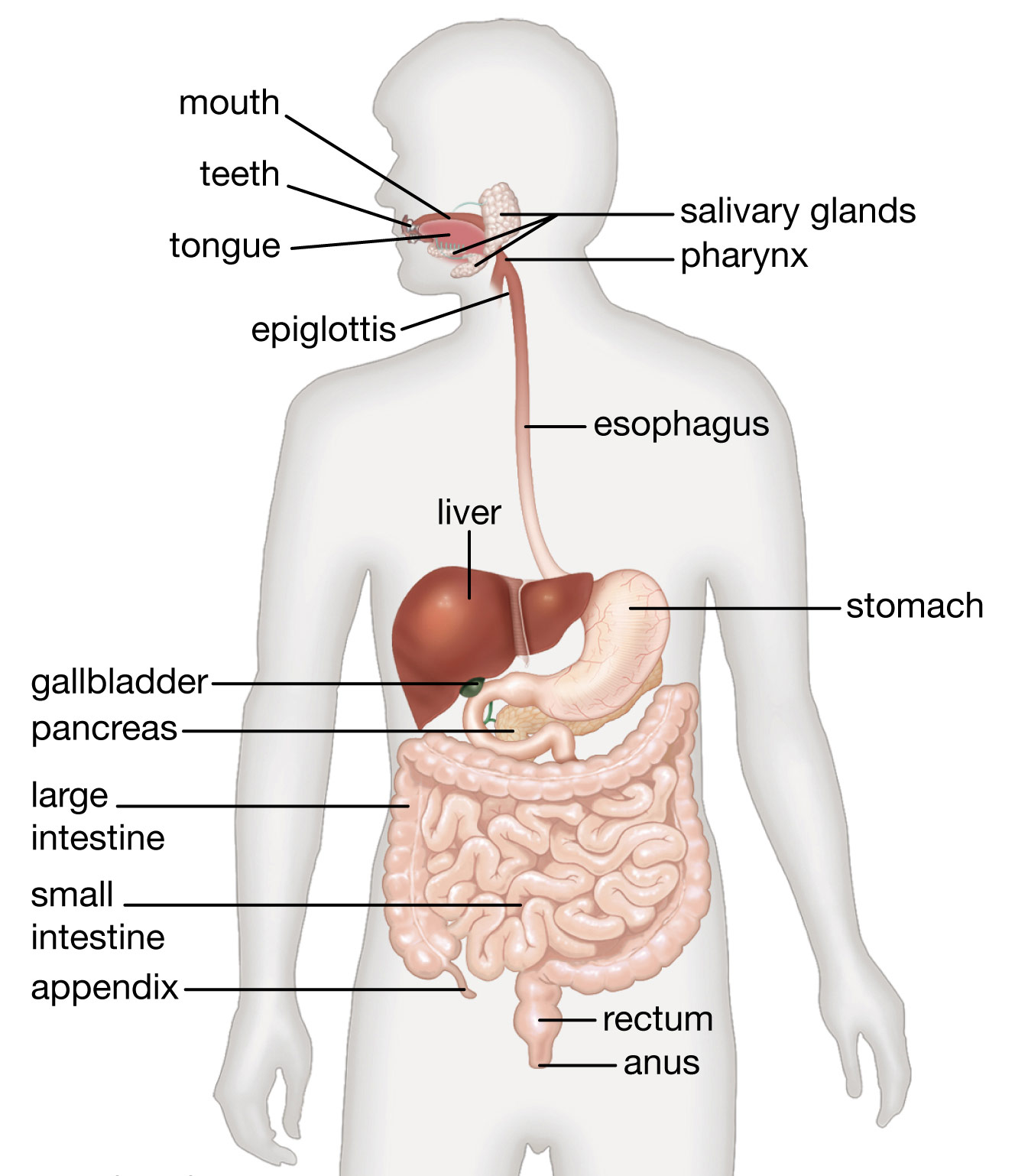 Human Digestive System Labeled Diagram Anatomy And Structure Human Digestive System Labeled Diagram Anatomy And Structure