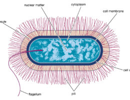 Bacillus labeled diagram