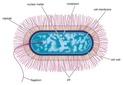 Bacillus labeled diagram
