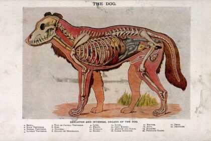 Skeleton and Internal organs of a Dog labeled diagram