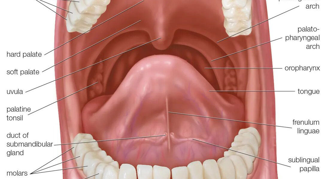 Human Mouth labeled diagram