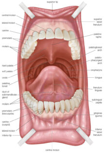Human Mouth labeled diagram