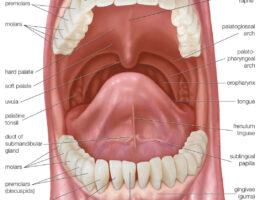 Human Mouth labeled diagram