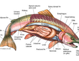 Salmon labeled diagram