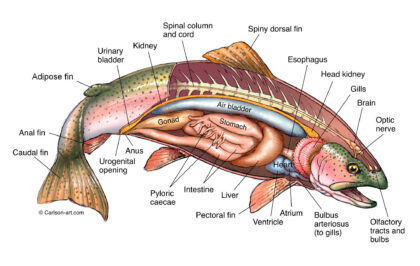 Salmon labeled diagram