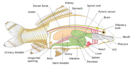 Fish labeled diagram