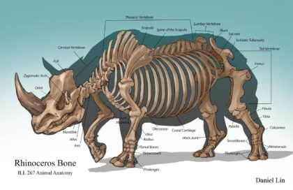 Rhinoceros bones labeled diagram