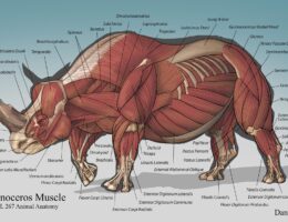 Rhinoceros Muscles labeled diagram
