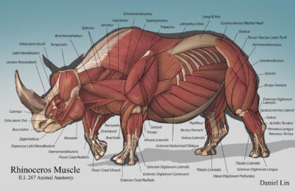 Rhinoceros Muscles labeled diagram