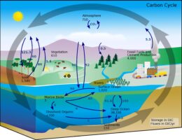 Carbon cycle labeled diagram