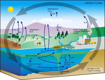 Carbon cycle labeled diagram