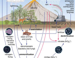 Nitrogen Cycle labeled diagram