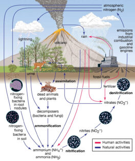 Nitrogen Cycle labeled diagram