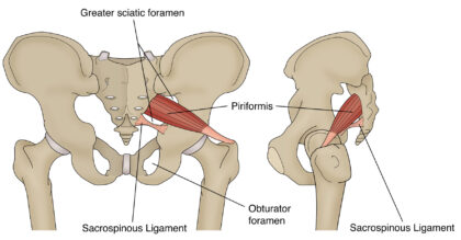 Piriformis labeled diagram