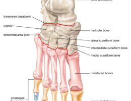 Foot bones labeled diagram