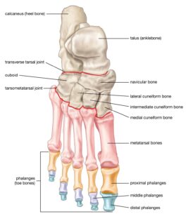 Foot bones labeled diagram