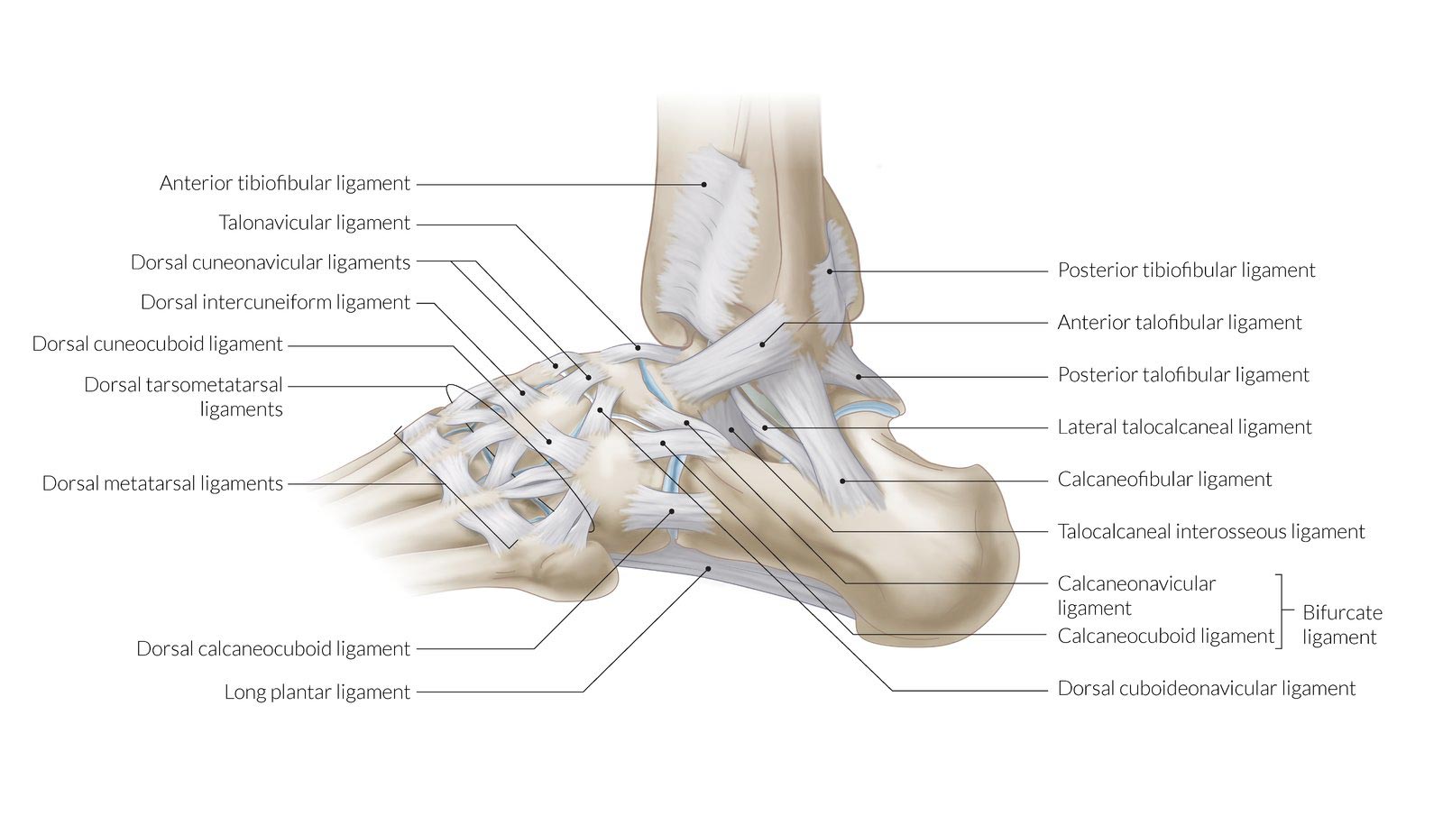 Foot bones labeled diagram
