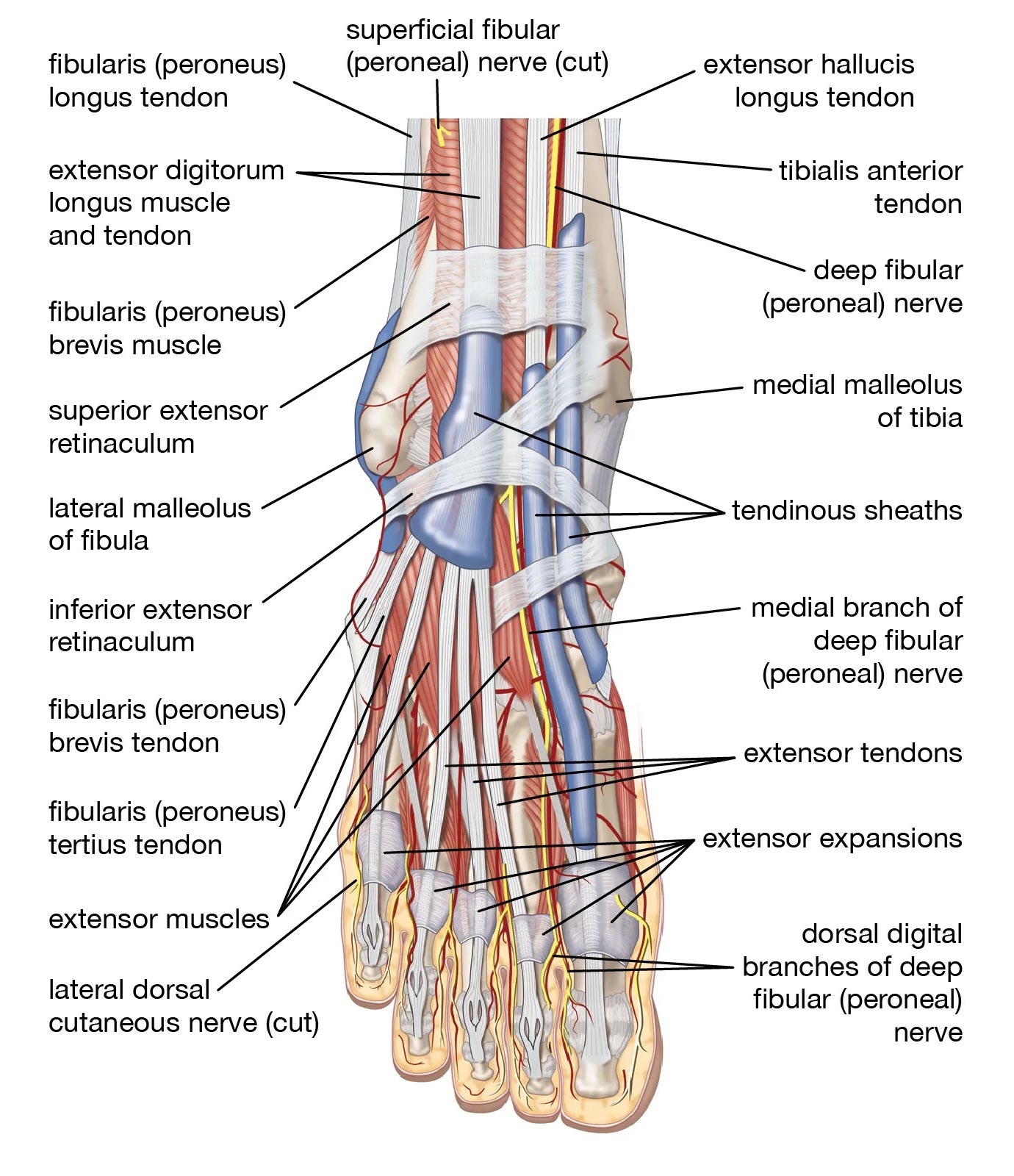 Foot labeled diagram