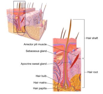 Hair labeled diagram